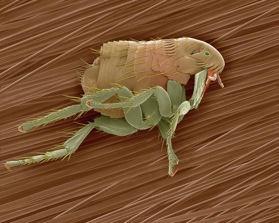Dog Flea On Dog Hair #9 by Dennis Kunkel Microscopy / Science Photo Library