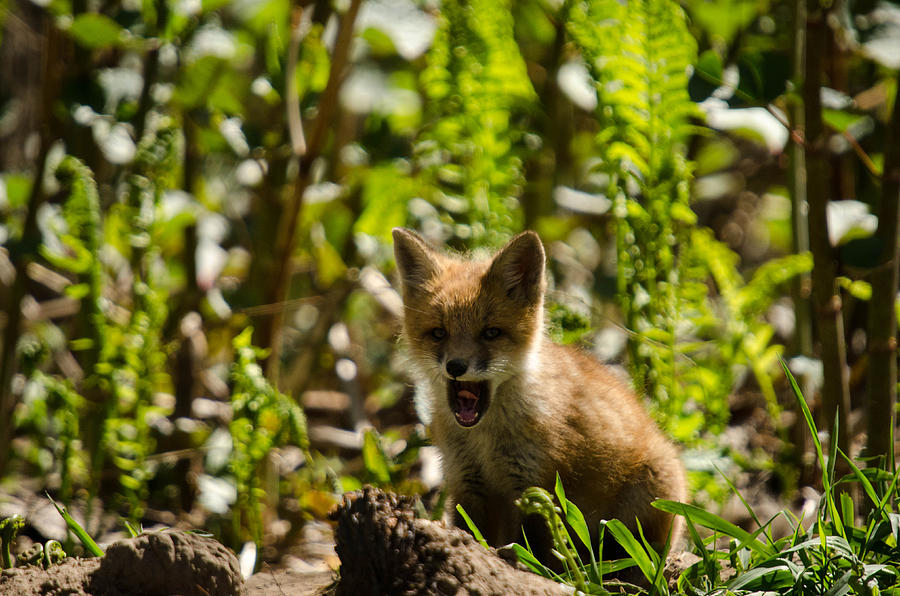 A little tired Pyrography by Gary Wightman