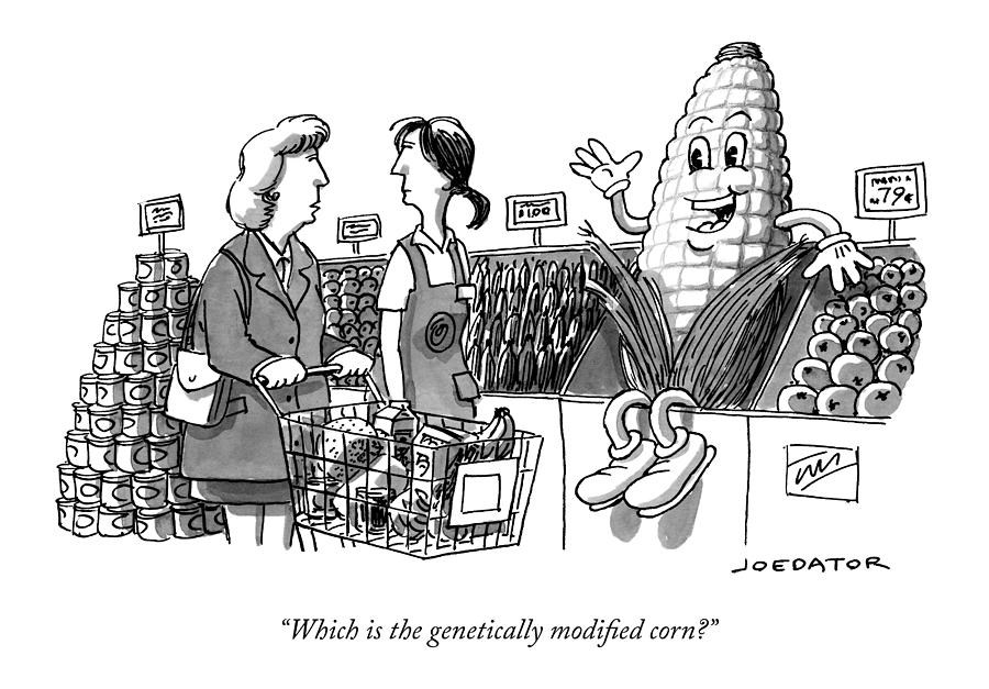 Genetically Modified Corn Cartoon Drawing - Which is the genetically modified corn by Joe Dator
