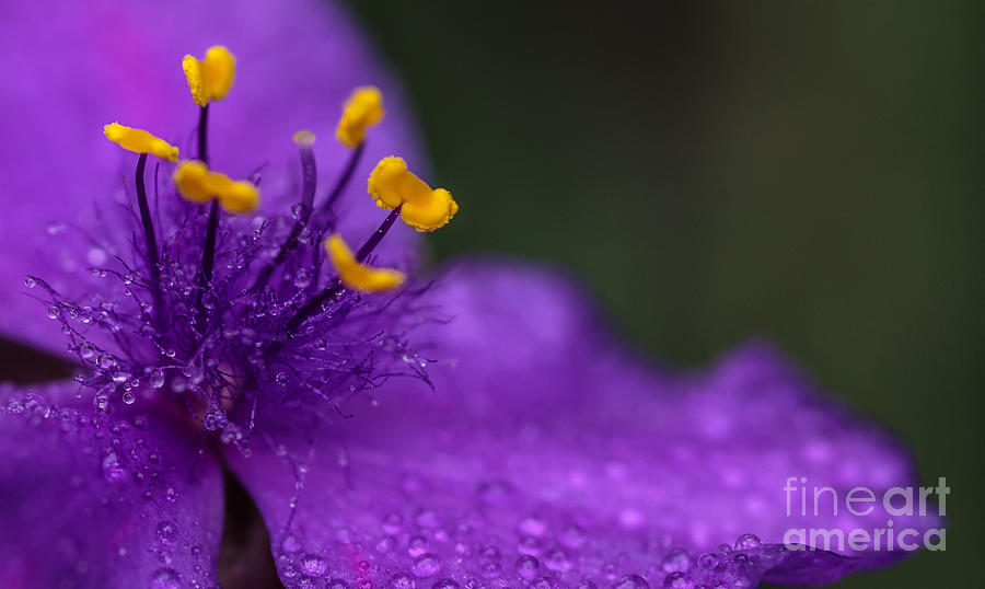 Abundance Photograph by Mary Lou Chmura