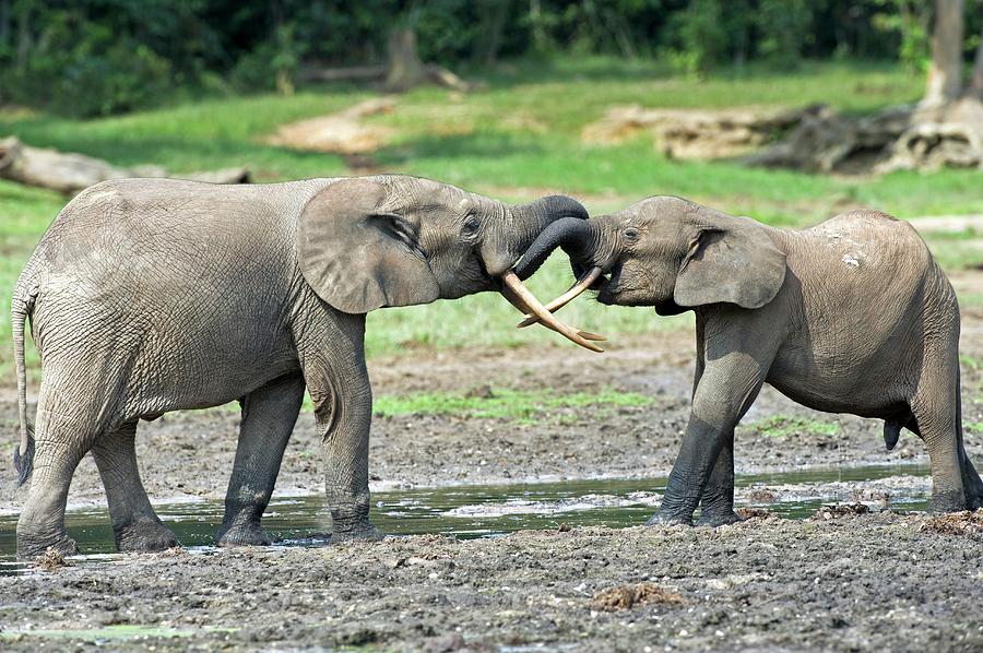 African Forest Elephants by Tony Camacho / Science Photo Library