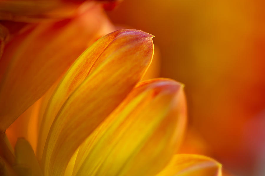 Aglow Photograph by Mary Jo Allen