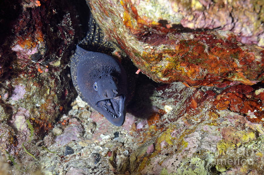 Agressive attitude of Moray-eel muraena helena in its hole Photograph by Sami Sarkis Photography