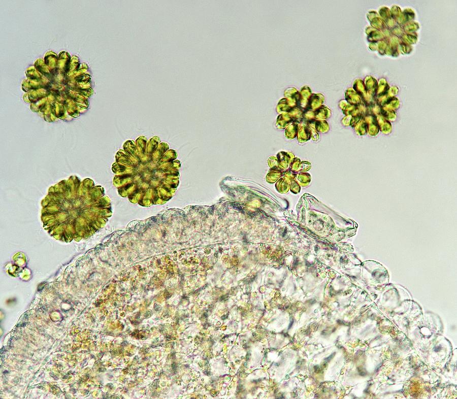 Algae And Protist by Marek Mis / Science Photo Library