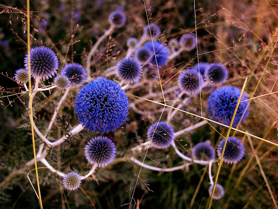 Blue Globe Thistles in Bloom Photograph - Alternate Universe by Rona Black