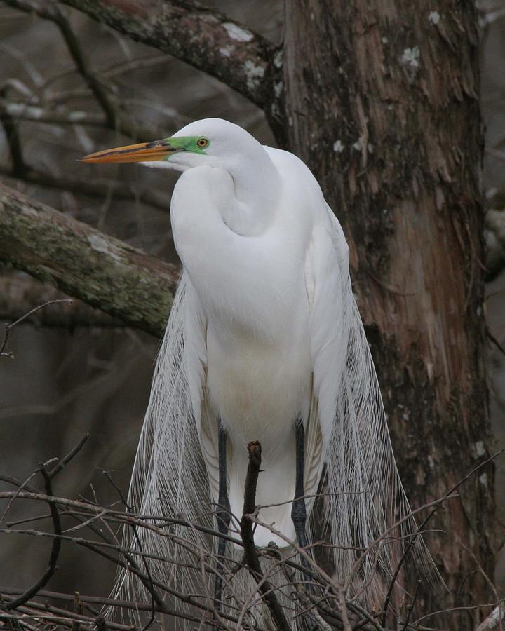 American Egret Photograph by Jim E Johnson