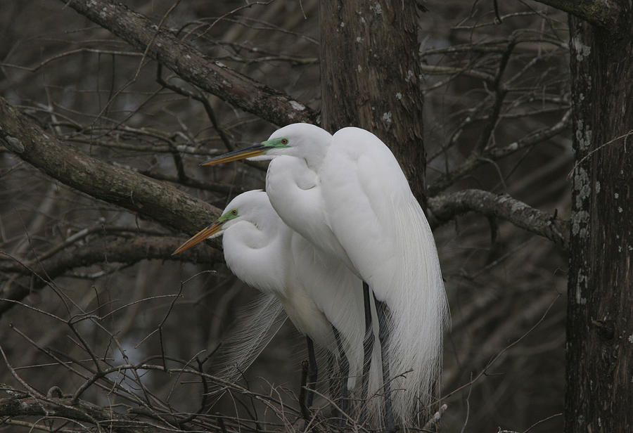American Egrets Photograph by Jim E Johnson