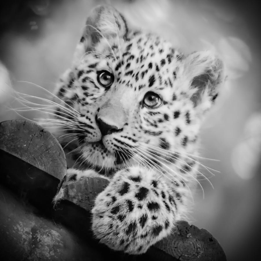 Curious Leopard Cub Photograph - Amur Leopard Cub Portrait by Chris Boulton