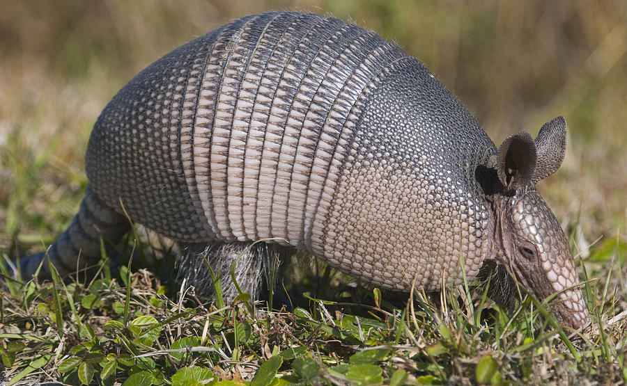 An armadillo walking through the grass Photograph by KarenMassier