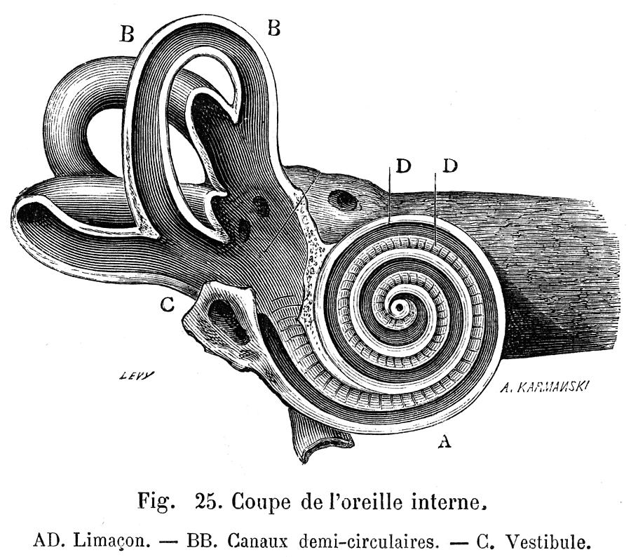 Anatomy: Middle Ear by Granger