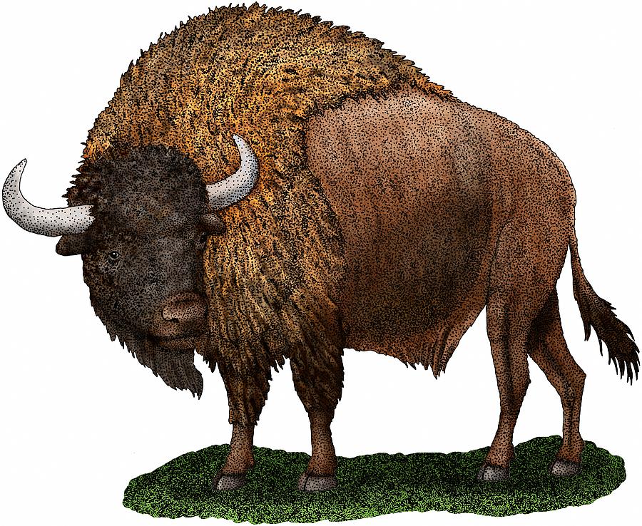 Ancient Bison by Roger Hall