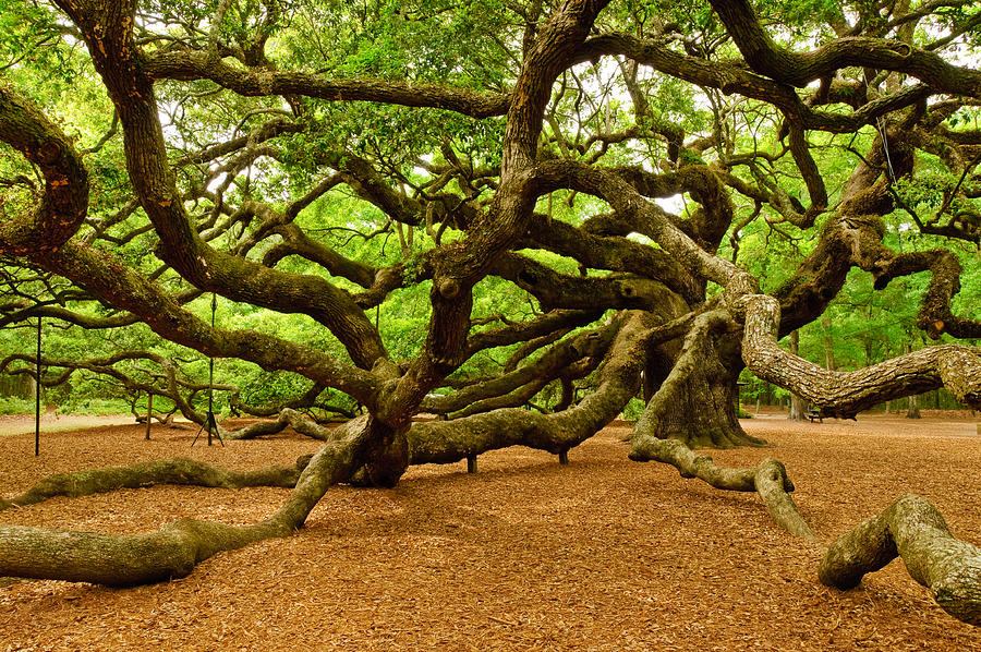 Angel Oak Tree Expansive Branches Photograph - Angel Oak Tree Branches by Louis Dallara