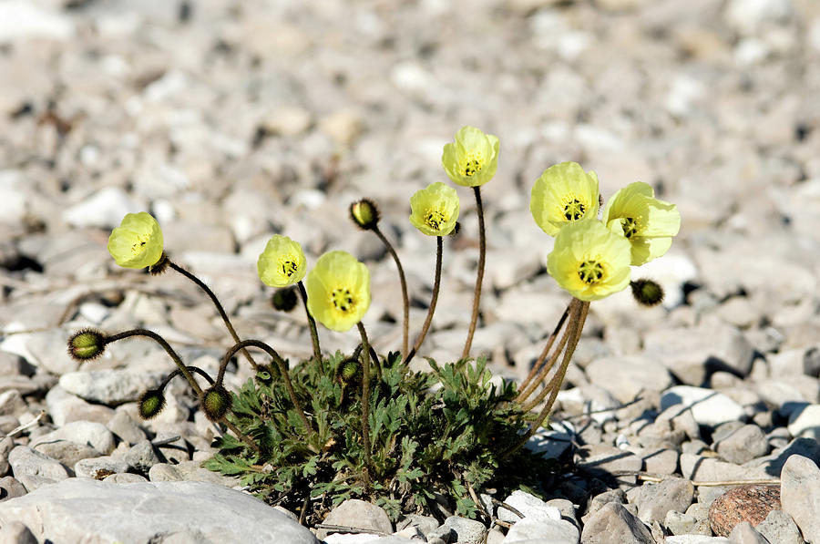 Arctic Poppy by Louise Murray / Science Photo Library