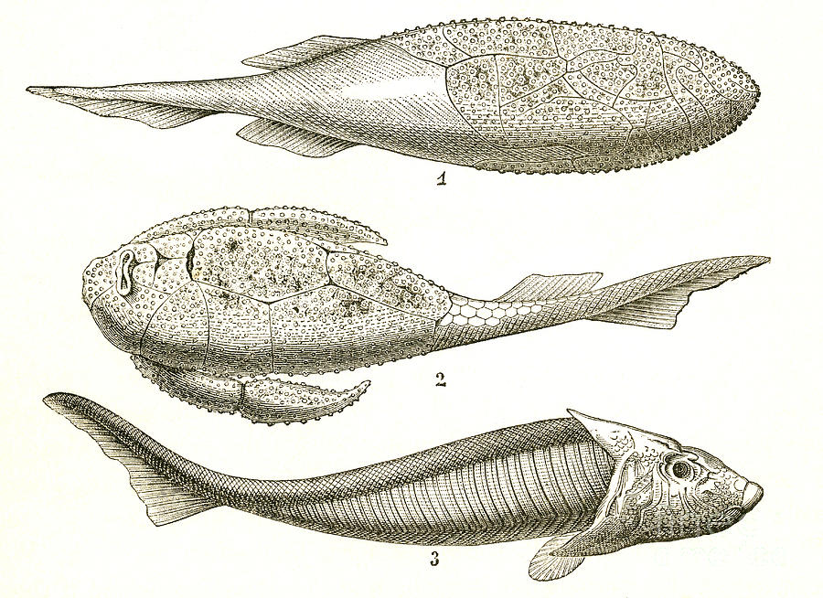 Armored Fishes by Science Source