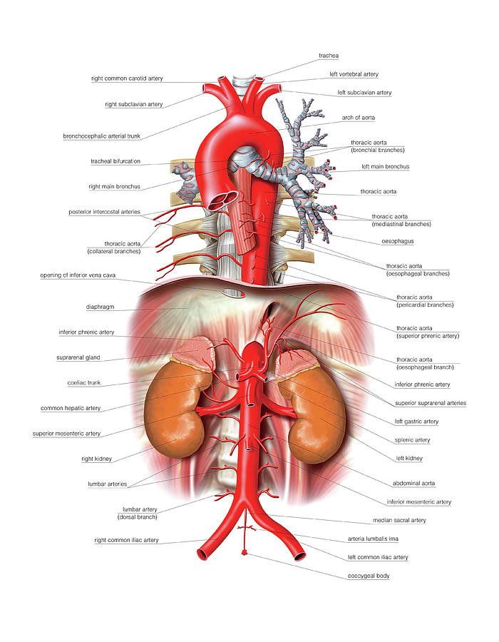 Arterial System by Asklepios Medical Atlas / Science Photo Library