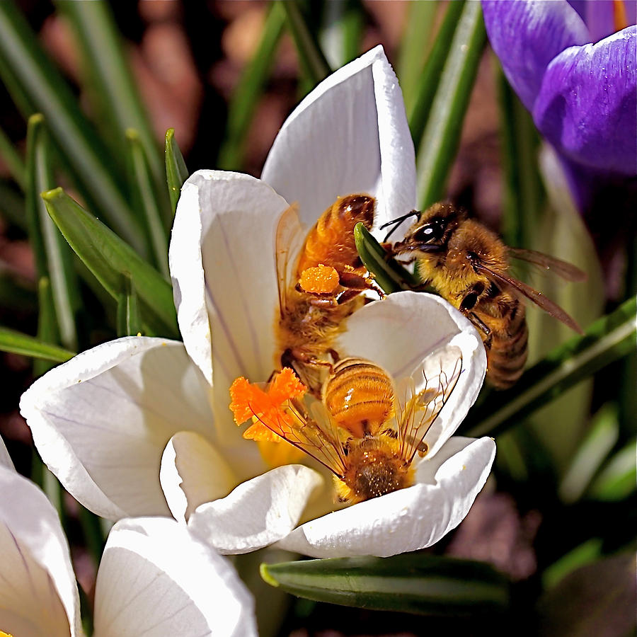 Bees Pollinating Spring Crocuses Photograph - At Work by Rona Black