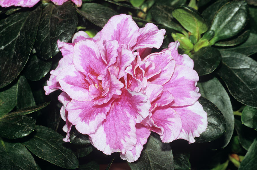 Azalea Flower by M F Merlet / Science Photo Library