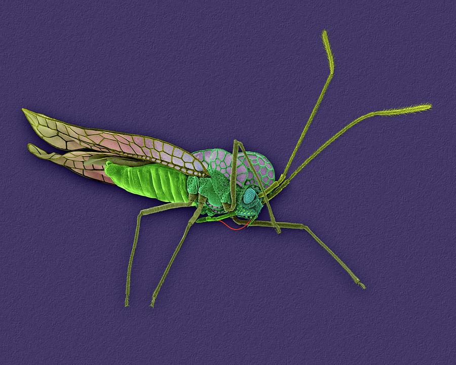 Azalea Insects Azalea Lace Bug by Dennis Kunkel Microscopy / Science Photo Library