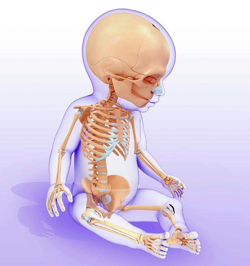 Baby's Skeletal System by Pixologicstudio / Science Photo Library