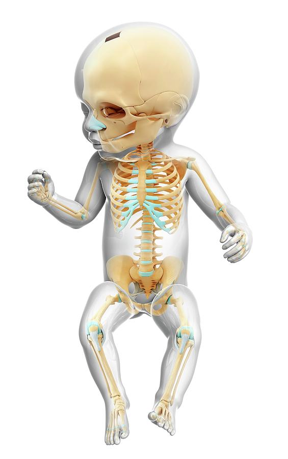 Baby's Skeleton by Pixologicstudio / Science Photo Library