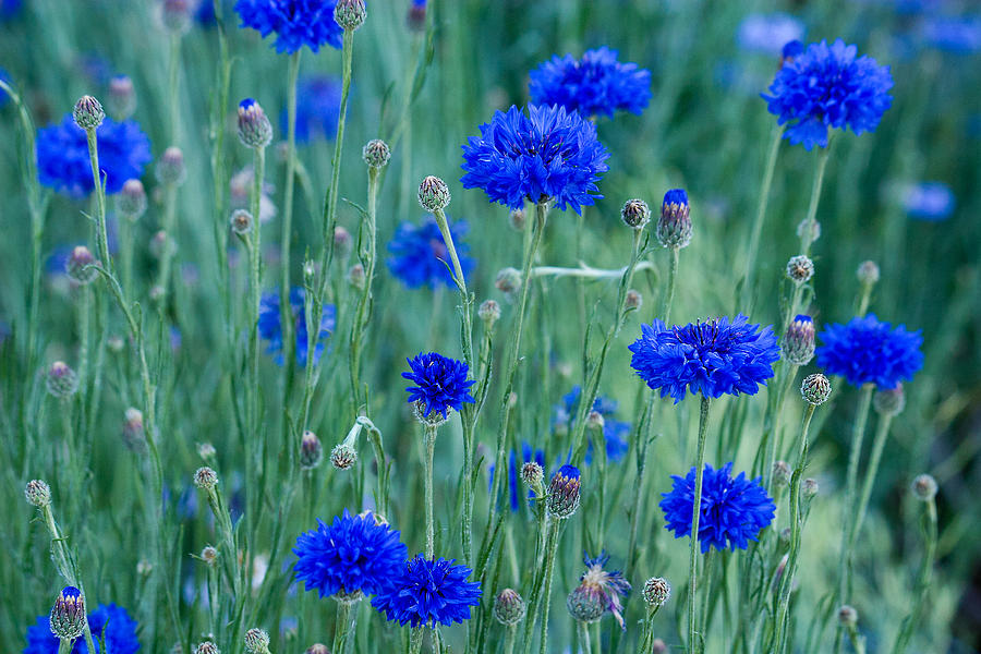 Bachelor Buttons Photograph by Lisa Chorny