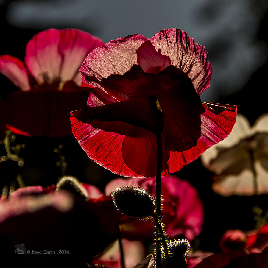 Backlit Poppy #2 Photograph by Fred Denner