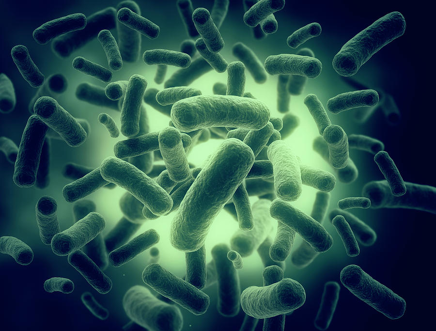 Science Photo Library Bacterias Bacteria Cells by Jesper Klausen / Science Photo Library