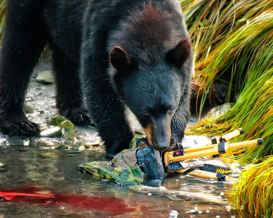 Bad Day for Nikon Photograph by Ghostwinds Photography