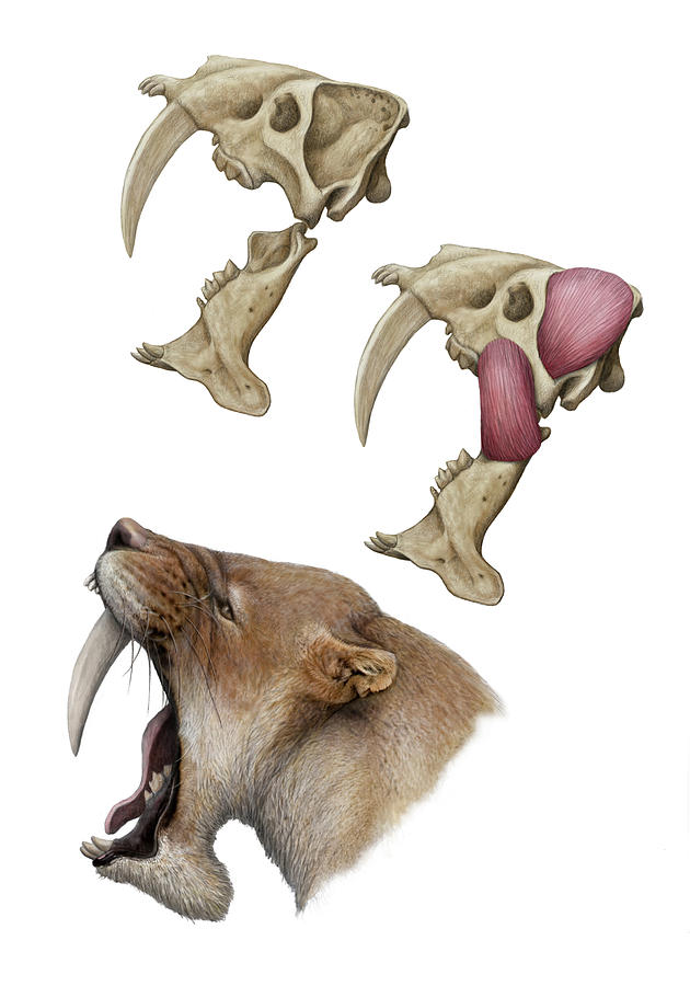 Barbourofelis Sabre-toothed Cat by Mauricio Anton / Science Photo