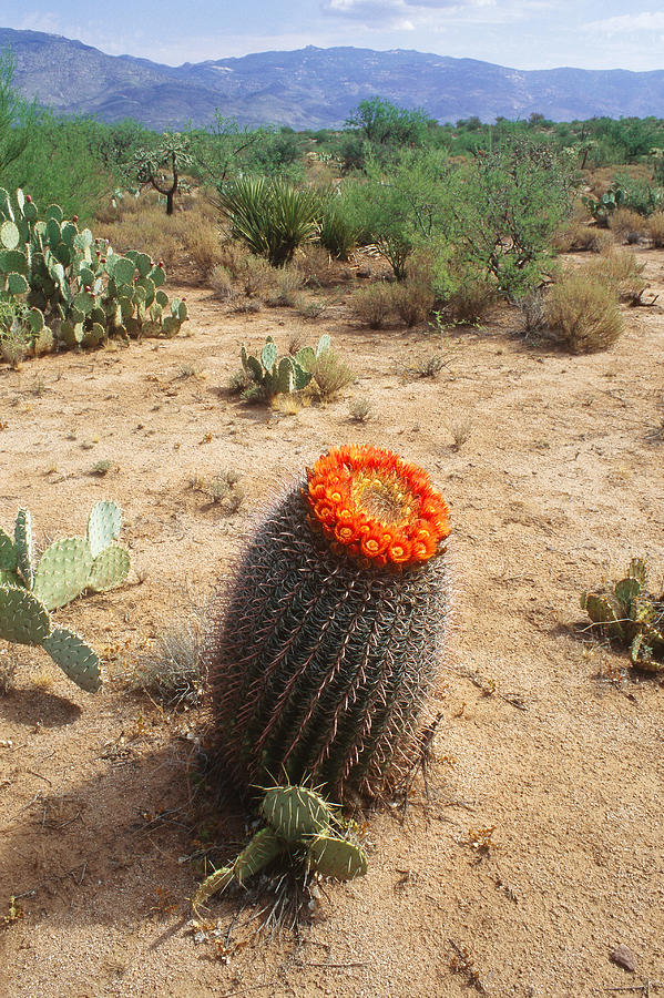 Barrel Cactus, Sonora Desert by Gerald C. Kelley