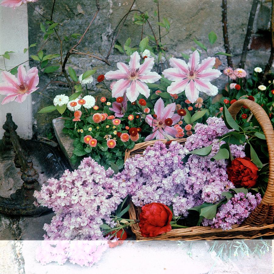 Basket of Vibrant Spring Flowers Photograph - Basket Of Flowers At Reddish House by Cecil Beaton