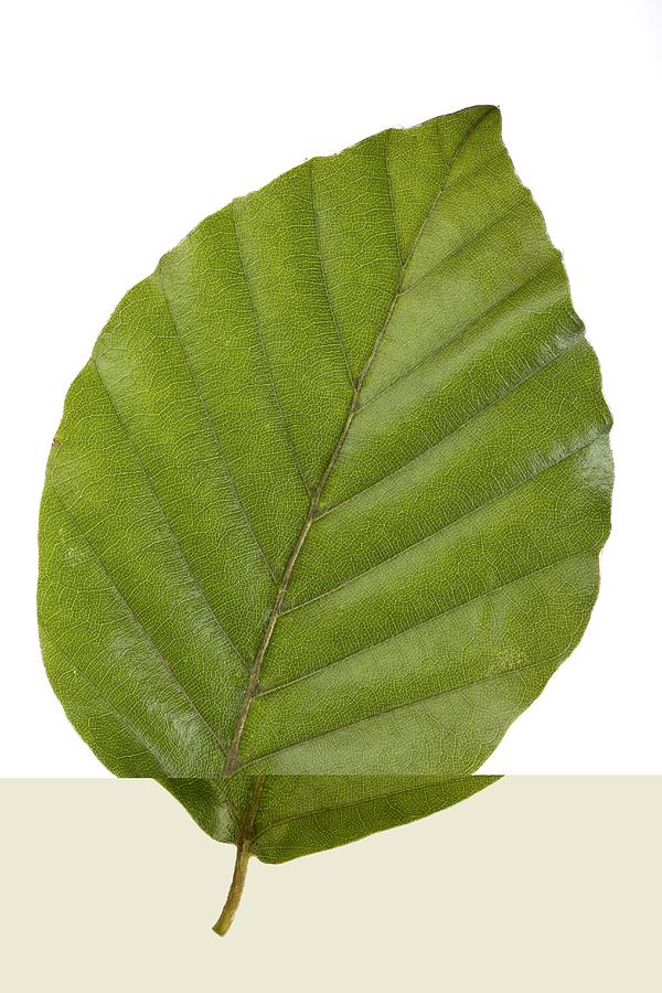 Beech (Fagus sylvatica) tree leaf by Pascal Goetgheluck / Science Photo  Library