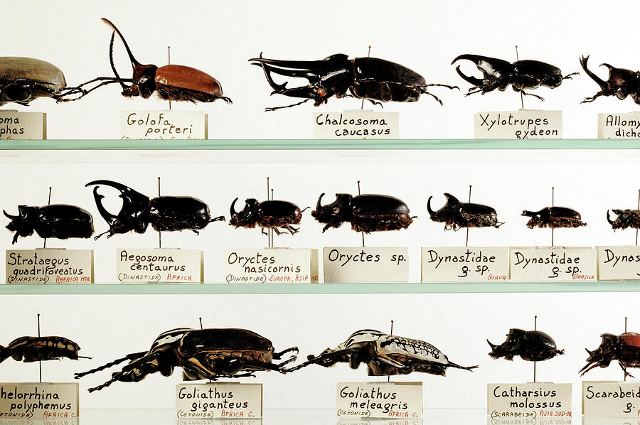 Beatle Insect Collection Beetle Collection by Mauro Fermariello / Science Photo Library