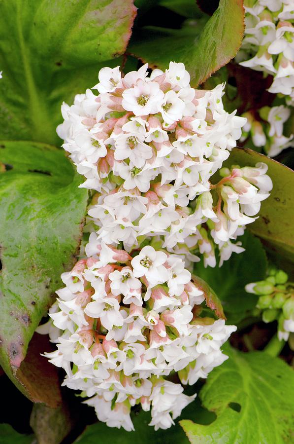 Bergenia 'bressingham White' by Adrian Thomas / Science Photo Library