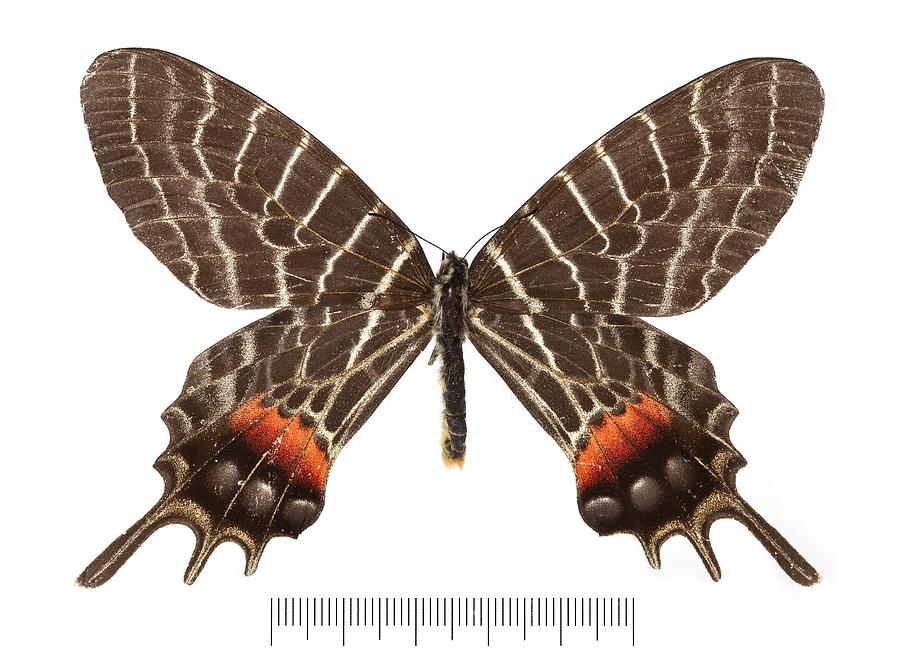 Bhutan glory butterfly by 