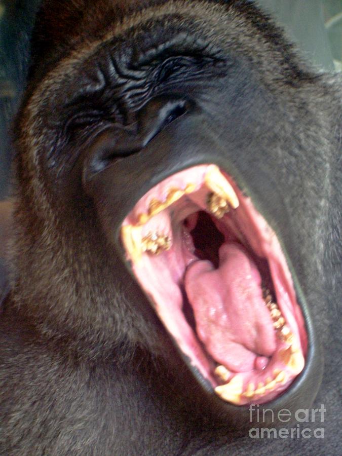 Big Gorilla Yawn by Deb Schense - Royalty Free and Rights Managed