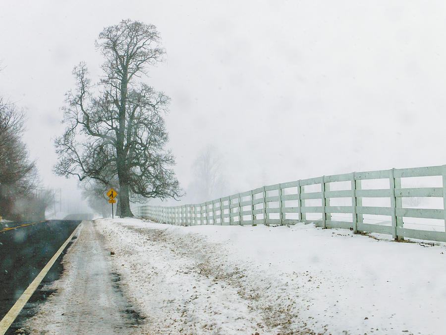 Big Tree in Snow Storm Photograph by Louis Dallara