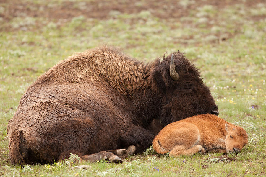 Cherished Photograph by Natural Focal Point Photography