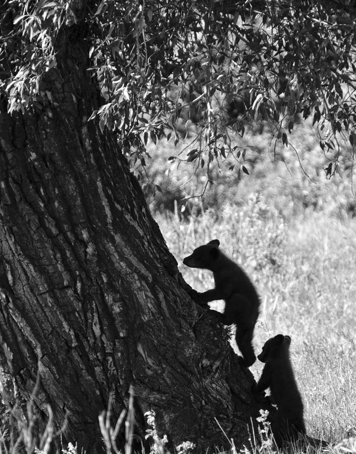 Black Bear Cubs Climbing a Tree Photograph by Crystal Wightman