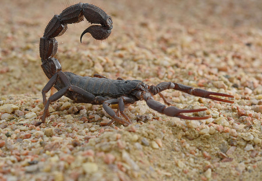 Black Hairy Thick-tailed Scorpion by Francesco Tomasinelli