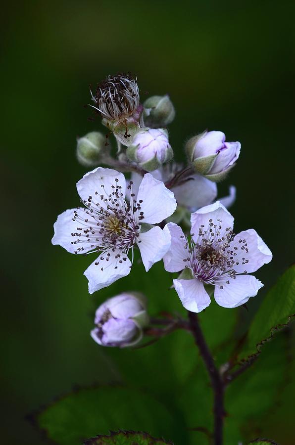 Blackberry (rubus Sp.) Bush In Flower by Colin Varndell / Science Photo  Library