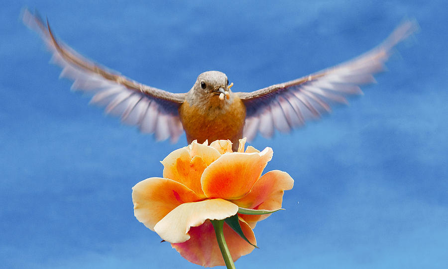 Bless  you Photograph by Jean Noren
