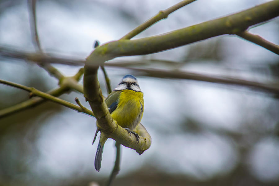 Blue tit Photograph by Andrew Lalchan