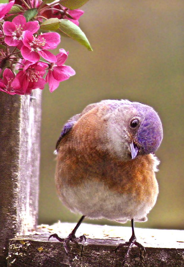 Bluebird on a Wooden Fence Photograph - Bluebird by Jean Noren