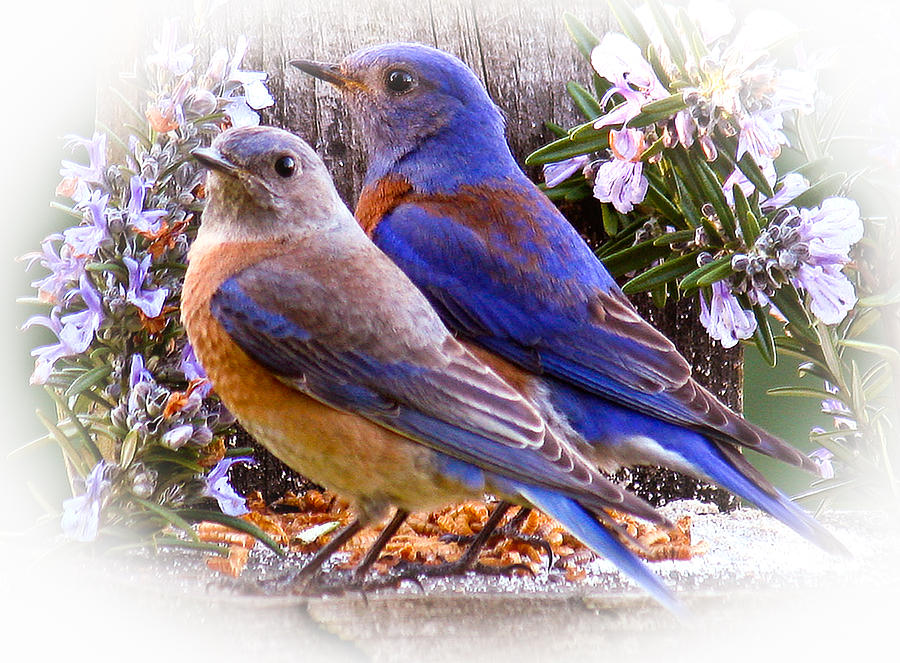 Bluebirds Among Blossoms Photograph - Bluebird Wedding by Jean Noren