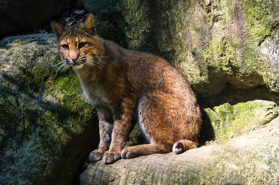 Bobcat resting on rocks Photograph by Flees Photos