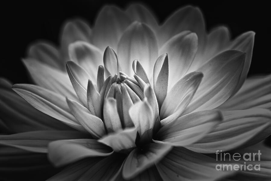 Brilliance Photograph by Mary Lou Chmura