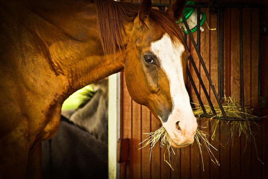Brown Horse Photograph by Joann Copeland-Paul
