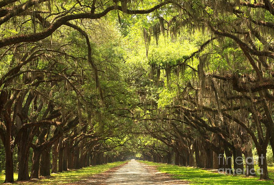 Avenue of Moss-Draped Oak Trees Photograph - Brunswick Avenue Of The Oaks by Adam Jewell
