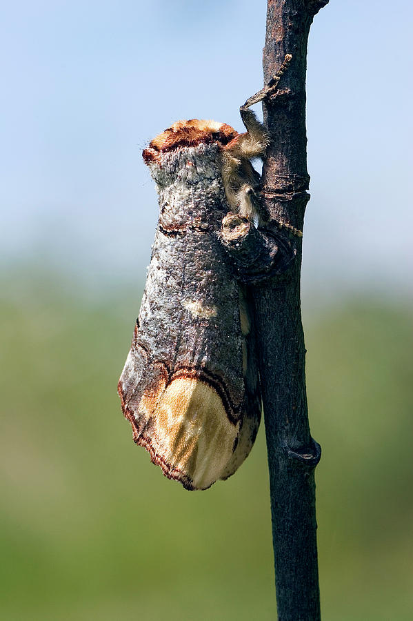 Buff-tip Moth by John Devries / Science Photo Library